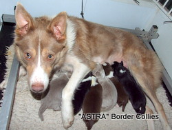 Astra Goldie x Pennant Williams Sweep newborn puppies